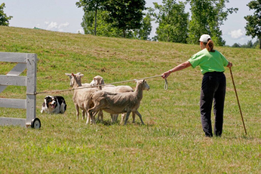 Dog & handler herding sheep during a competiiton